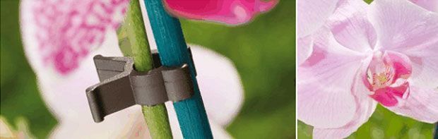 orchid clip Orchid clips