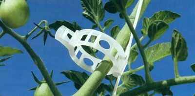 tomato clips tomato clips