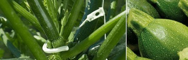 zucchini hook Zucchini hook